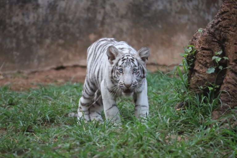 White Tiger Cub Dies In Odisha’s Nandankanan Zoological Park