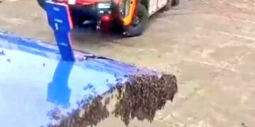 Bees on aircraft cargo door
