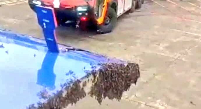Bees on aircraft cargo door