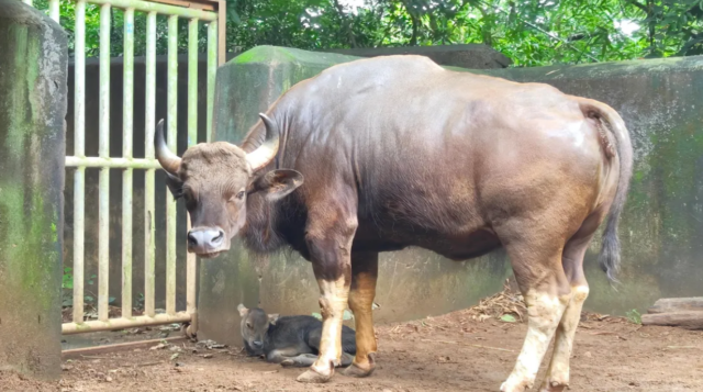 Odisha’s Nandankanan Zoo Welcomes Gaur Calf