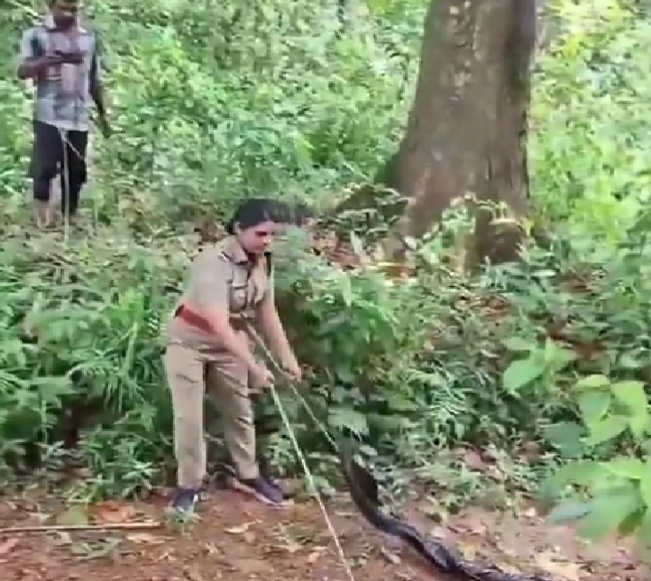 Tale Of Two Rescue Ops: A King Cobra & A Baby Jumbo, Here’s Why Netizens Salute Forest Officials
