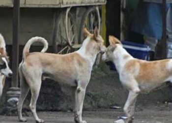 stray dogs case
