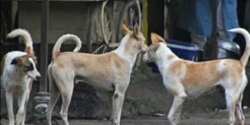 stray dogs case