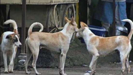 stray dogs case