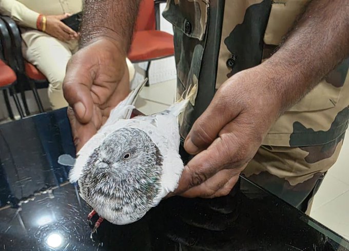 Pigeon With Threat Note Sparks High Alert At Jammu Railway Station