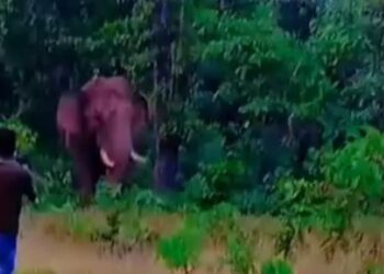 Elephant tramples man to death