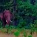 Elephant tramples man to death