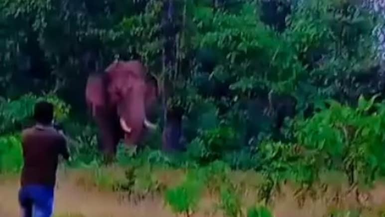 Elephant tramples man to death
