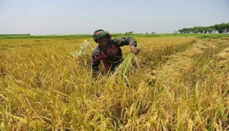 Odisha Boosts Farmer Support: Paddy MSP Up By Rs 69 With Rs 800 Subsidy