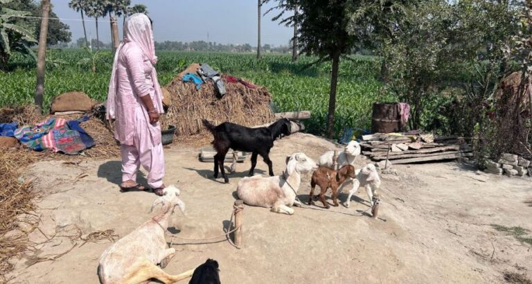 Goat rearing big deal for Bihar farmers