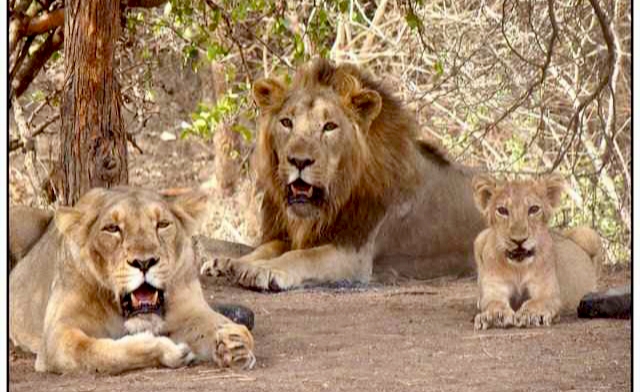 Flashing Lights On Wild Animals Is Wrong, But Does Not Amount To Hunting: Gujarat HC