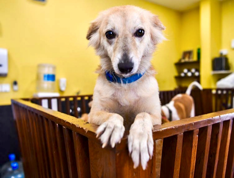 John Abraham Writes To CJI To Review Order Against Delhi Strays