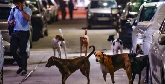 CJI Agrees To Look Into ‘Stray Dog Relocation’ Order After Appeals By Animal Lovers