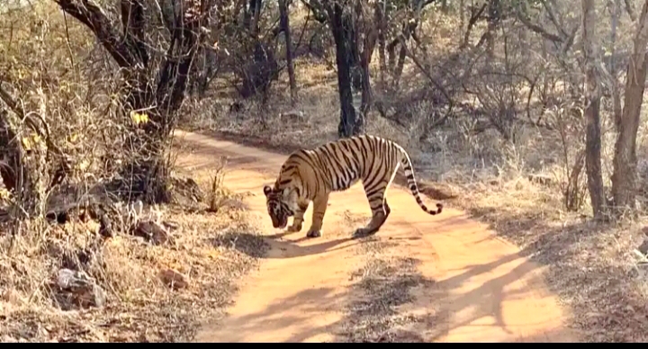 Guide Abandons Tourists Inside Ranthambore National Park After Vehicle Breaks Down