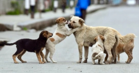 SC Modifies Order, Strays To Be Released Back After Vaccination And Sterilisation