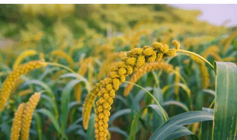 2,642 MT Of Koraput Ragi Dispatched To Andhra, First-Ever Consignment From Odisha