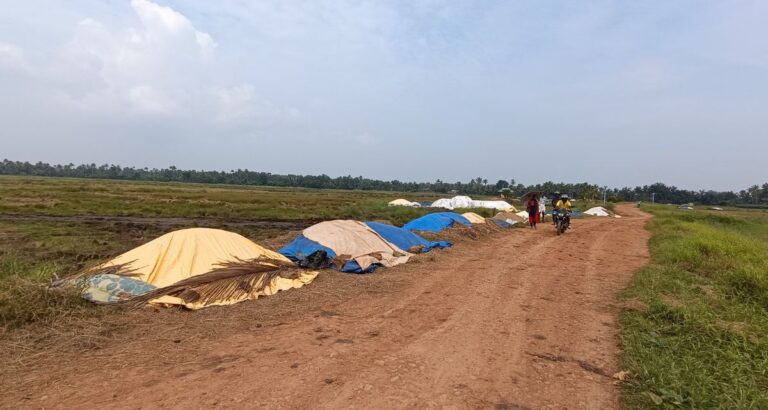 Paddy harvest Mundar island