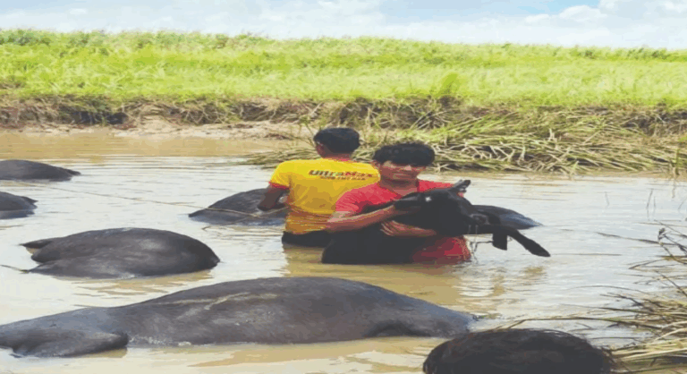 73 Buffaloes Drown While Crossing River In Odisha, Water Poisoning Suspected