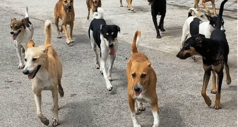 Home To 7L Stray Dogs, Odisha To Launch Mass Sterilisation & Vaccination, Create Feeding Zones