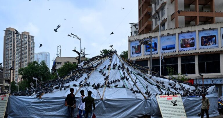 Citizens Protest Mumbai’s Pigeon‑Feeding Ban, Here’s All About Kabootarkhana Conflict