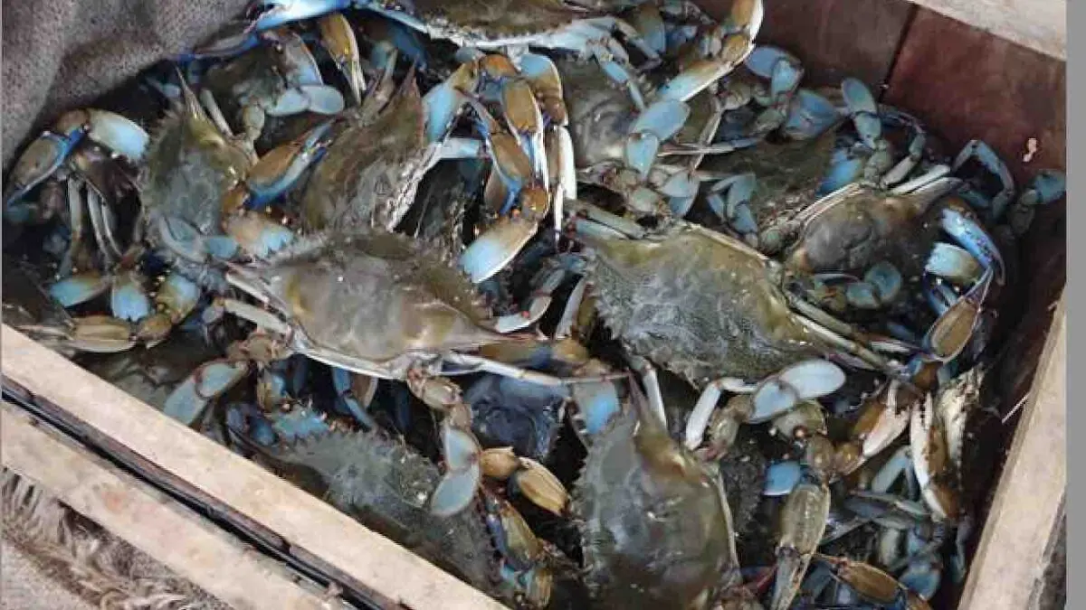 Odisha’s First Crab Hatchery To Come Up In Paradip With Rs 2.81 Cr Investment