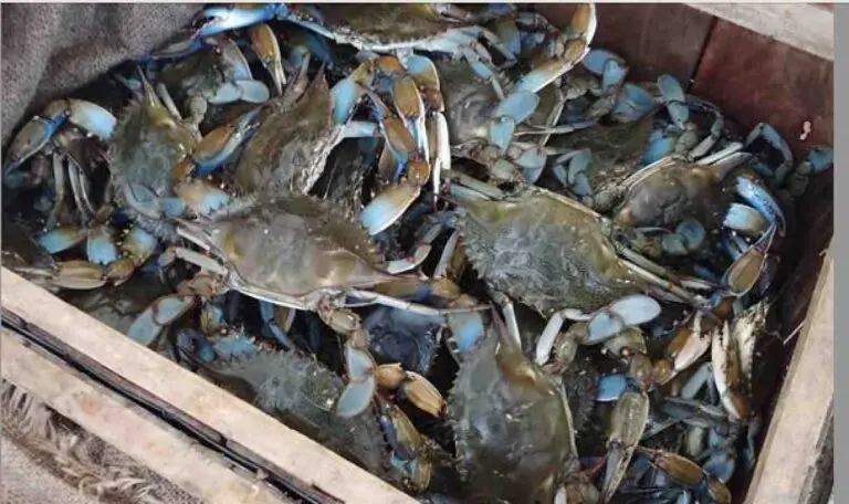 Odisha’s First Crab Hatchery To Come Up In Paradip With Rs 2.81 Cr Investment