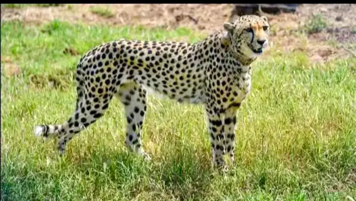Another Cheetah Dies At Kuno; Could Be First Death In Fight With Leopard