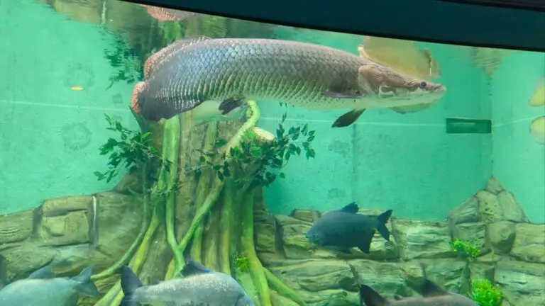 Odisha Invites EOI For World-Class Marine Aquarium, Underwater Zoo Near Puri Beach