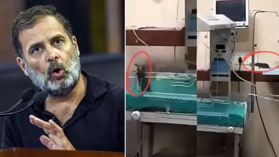 Ratbites kill 2 infants at Indore hospital