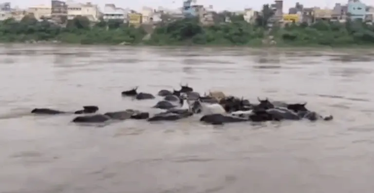 Over 30 Cattle Stranded In Swelling Kathajodi River Near Cuttack Rescued Safely