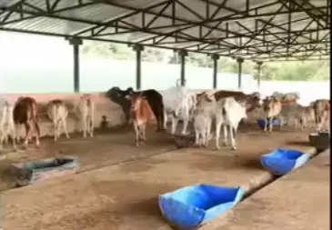 Bhubaneswar To Have Rs 40 Cr Model Cowshed To Shelter Stray Cattle