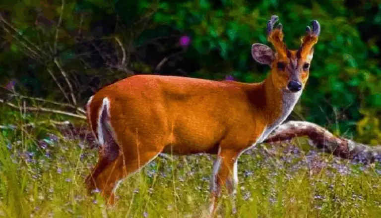 2-Month-Old Barking Deer Rescued From House In Odisha’s Ganjam, Arms Seized
