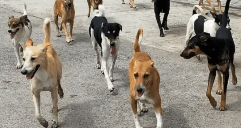 Dog Census In Bhubaneswar From September 17; BMC Forms Teams