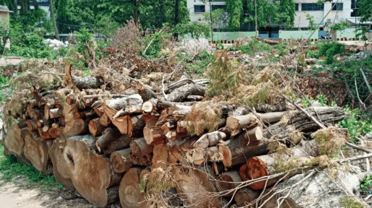 721 Trees Cut For New MLA Quarters In Bhubaneswar; Know How Govt Compensates