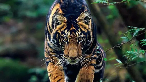 Simlipal black tiger on National Geographic cover