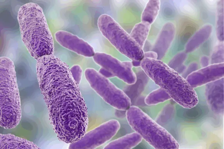 bacterial infection suspected in Andhra