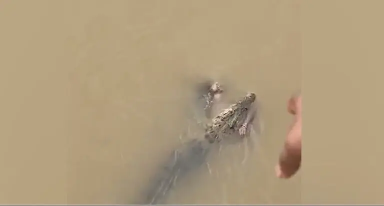 Crocodile Dragging Woman Into River Caught On Camera In Odisha