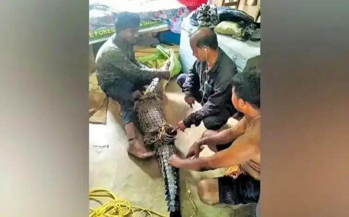 Foresters Rescue Eight-Foot-Long Crocodile From Village Pond In Kendrapada