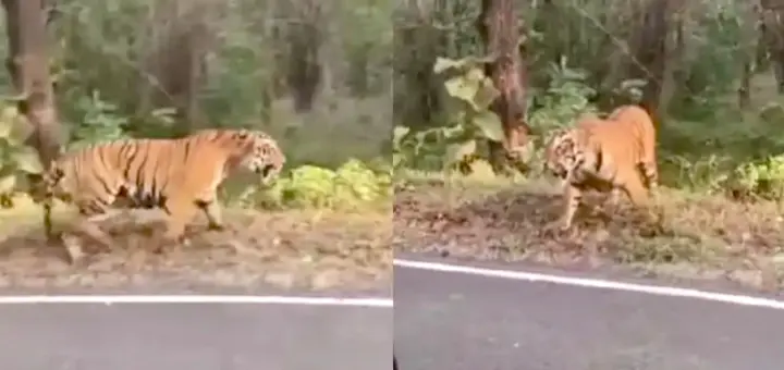 Tigress Chases Motorists On Tadoba Peripheral Road; Chilling Video Goes Viral