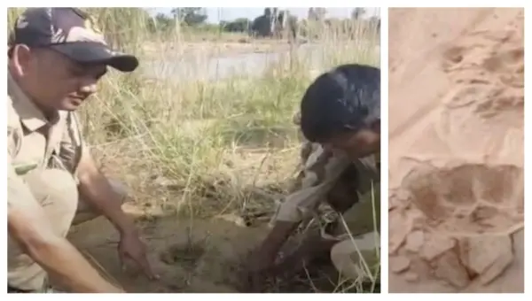 After Sundargarh & Deogarh, Pugmarks Found In Odisha’s Angul; Is It The Same Tiger?