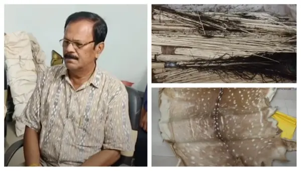 Deer Skin, Peacock Feathers Seized In Odisha’s Deogarh; Retired Forester Arrested