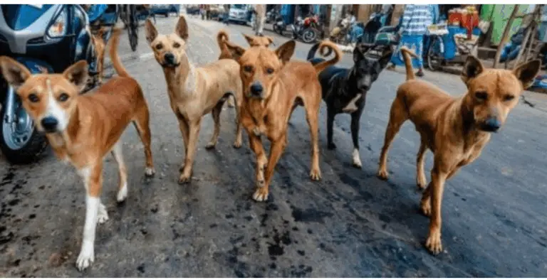 47126 Stray Dogs Counted During Census Conducted In Bhubaneswar