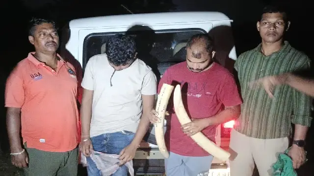 2 Ivory Smugglers Nabbed By Odisha STF, Elephant Tusks Seized