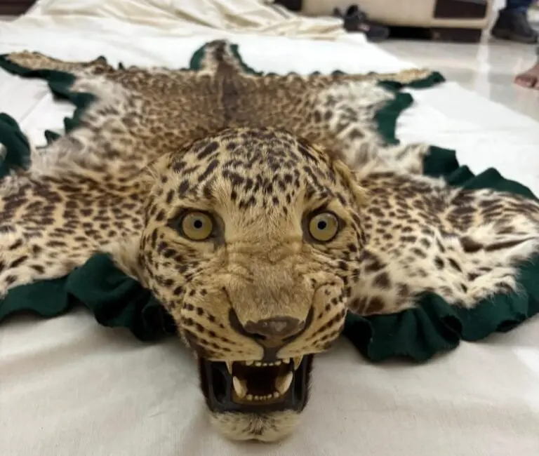 DRI Busts Major Wildlife Smuggling Racket By Arresting Three With Leopard Skin From Bhopal Hotel