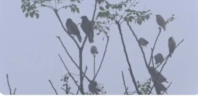 Cold Wave Sweeps Bhubaneswar, Phulbani; Temp To Rise Again After 3 Days