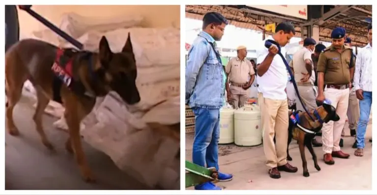 Odisha STF Raids Parcel Section At Bhubaneswar Railway Station To Detect Drugs, Explosives