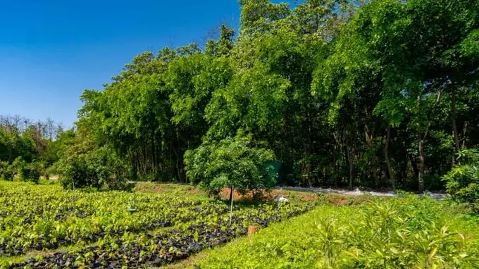 Woman Constable Injured In IED Blast In Maoist-Hit Chhattisgarh Forest