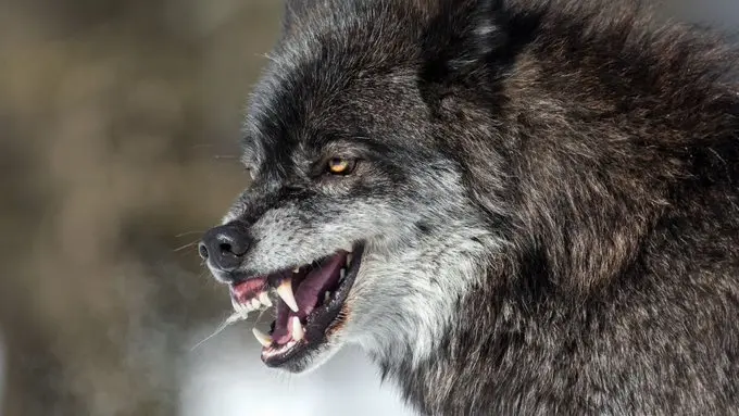 Wolf Terror In Bahraich: 4-Year-Old Child Dragged Away From Beside Mother, Remains Missing