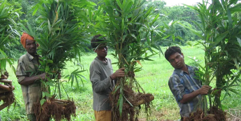 Odisha’s Bold New Vision Takes Root With Push For New Policy & ‘Bamboo Brand’