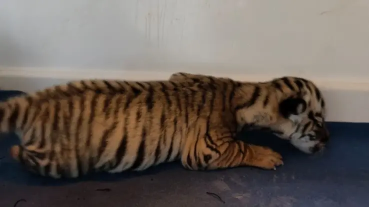 Tigress Jayashree Gives Birth To 3 Cubs In Odisha’s Nandankanan; One Survives